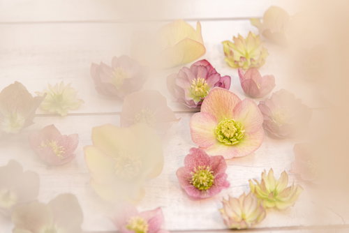 床に並んだクリスマスローズの花びらと雄しべ