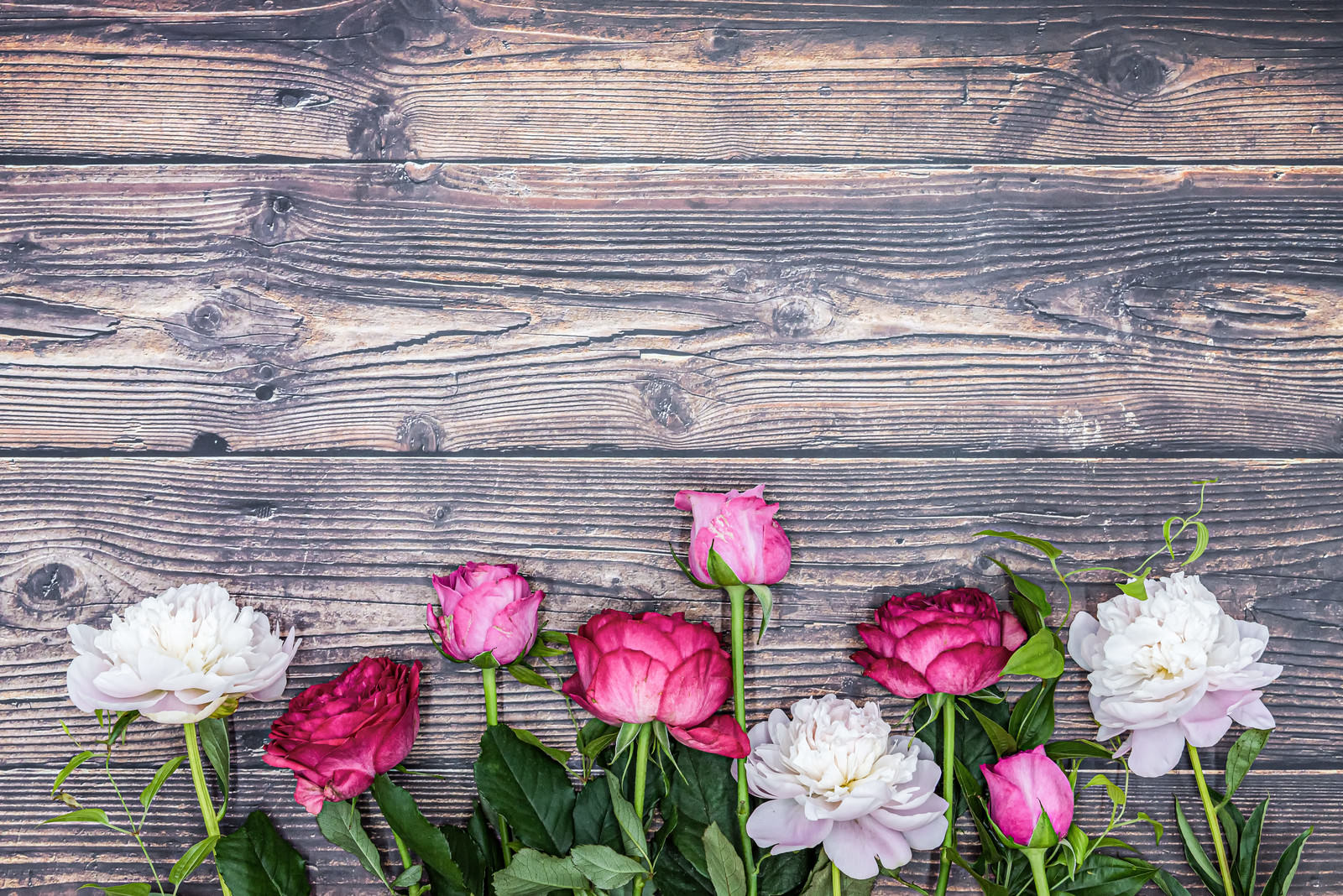 木目の天板に並べられた白とピンクの薔薇と芍薬の花々