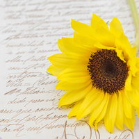 白い便箋の上に置かれた向日葵の花と手紙の写真