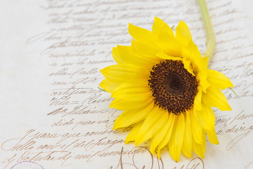白い便箋の上に置かれた向日葵の花と手紙