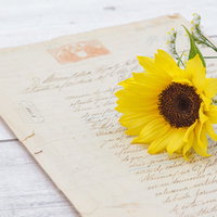 古い手紙の上に置かれた向日葵の一輪と緑の葉の写真