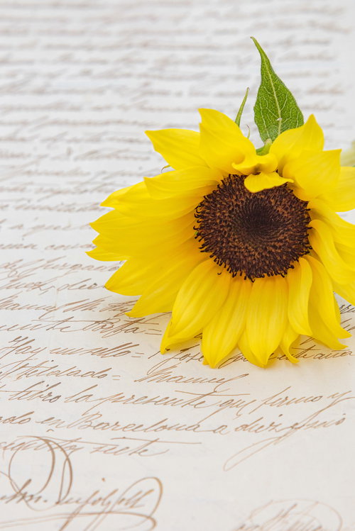 白い木目調の背景に置かれた英字の手紙と向日葵