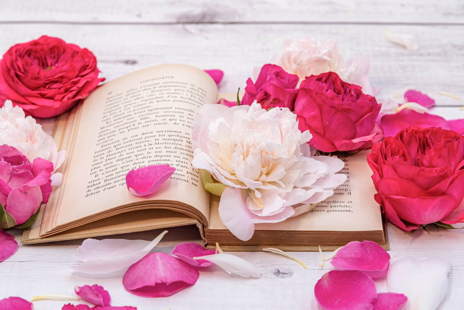 開いた洋書の上に赤とピンクの薔薇の花と花びらが散りばめられている