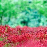 森の中に咲く赤いヒガンバナの群生と秋の花畑の風景の写真