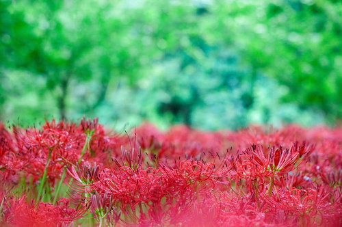 森の中に咲く赤いヒガンバナの群生と秋の花畑の風景