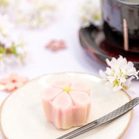 春を感じる桜の練り切りと白い小菊のティータイムの写真