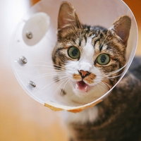 エリザベスカラーが気に食わないキジ白猫の仕草の写真