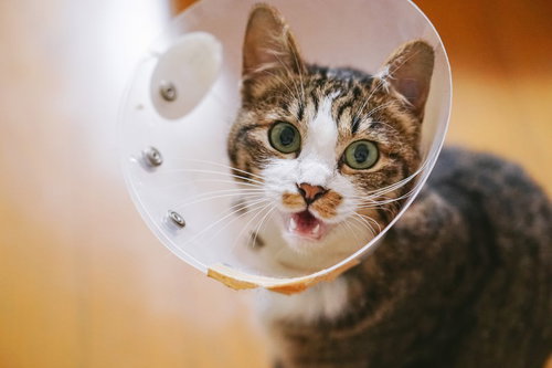 エリザベスカラーが気に食わないキジ白猫の仕草