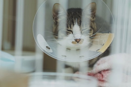 退院後、ケージが気に食わないエリザベスカラーをつけたキジ白猫