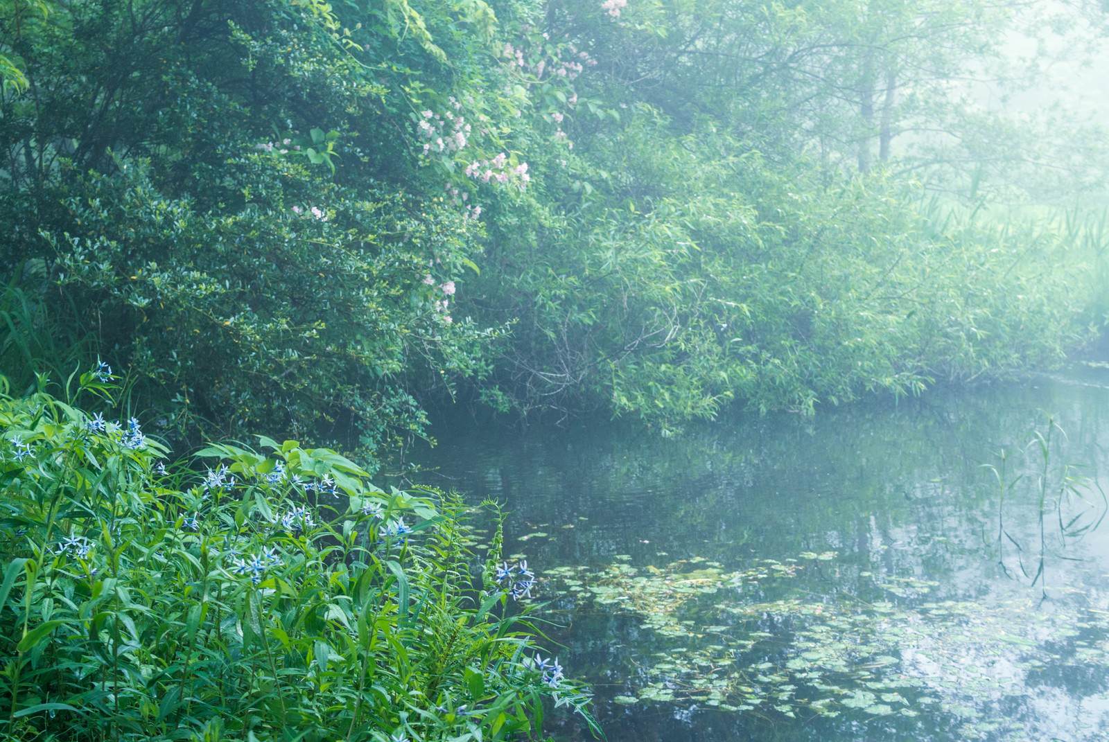 朝霧に包まれた池のほとり。手前に青紫色の花を咲かせた低木があり、奥の樹木は靄に消える