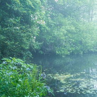朝霧に包まれた池のほとりの森と青紫色の低木の写真