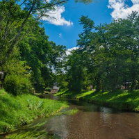 透き通った小川と緑の木々が映える夏の自然風景の写真