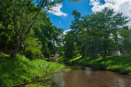 透き通った小川と緑の木々が映える夏の自然風景