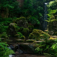 みどりの森の小川と苔むした岩。清流と渓流の自然風景の写真