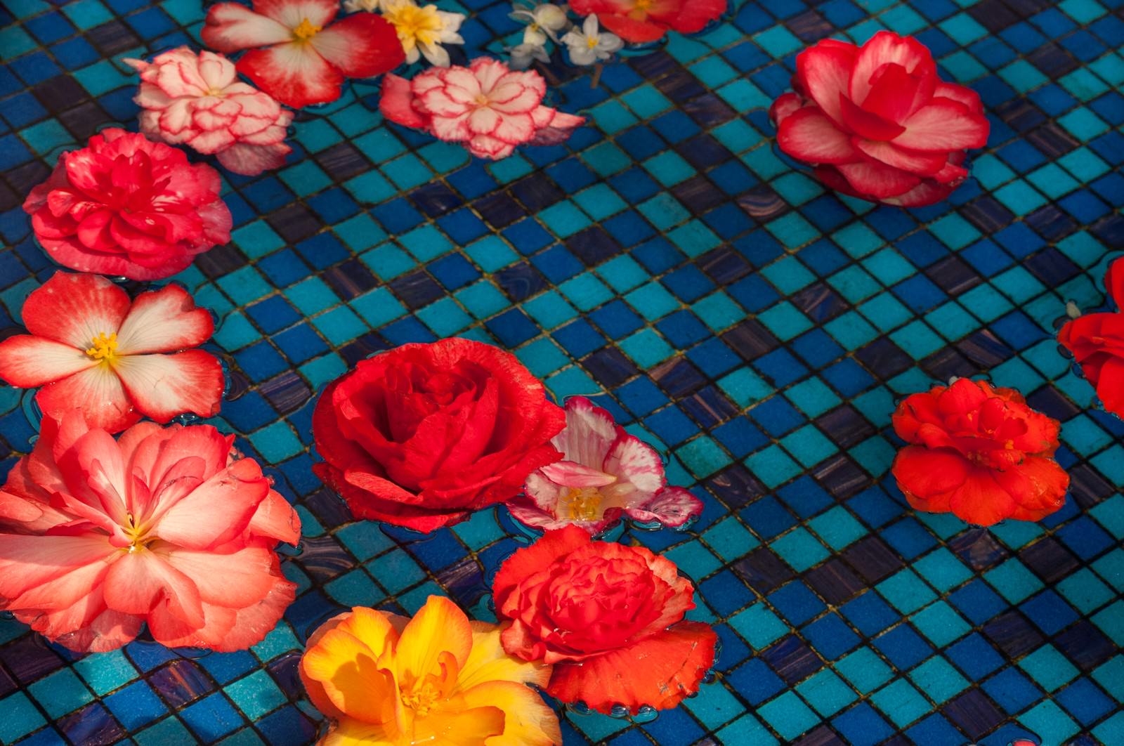 プールの水面に浮かぶ赤やピンクの花