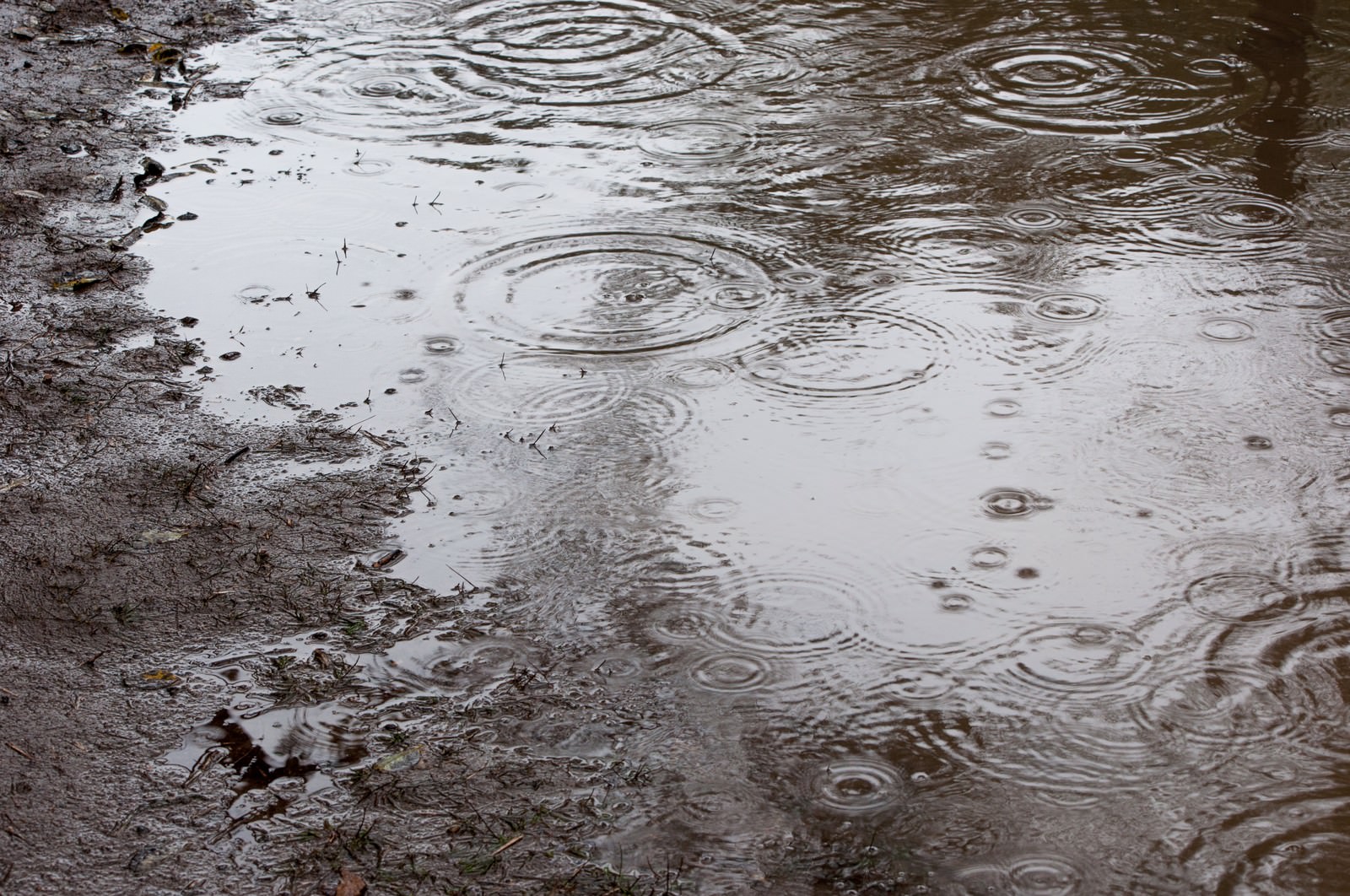 雨が降り注ぐ水たまりに波紋が広がる光景