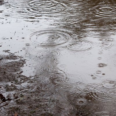 雨の日の水たまりに映る波紋と落ち葉の風情の写真