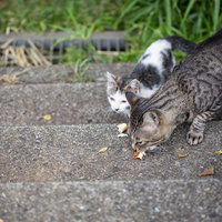 パンくずを食べる野良猫二匹：路上での食事風景の写真