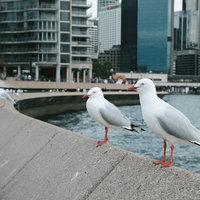 観光客の食べ物を狙う港のカモメの写真