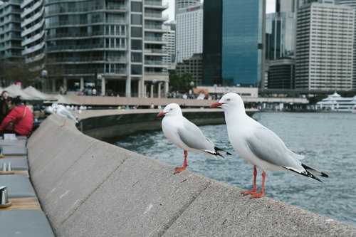 観光客の食べ物を狙う港のカモメ