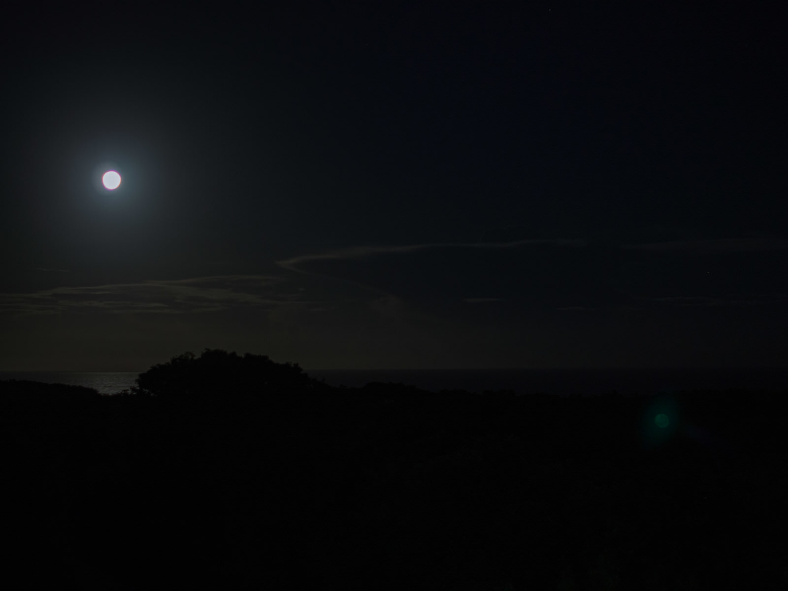 月明かりに照らされた夜空と手前に黒いシルエットの植物が写る風景