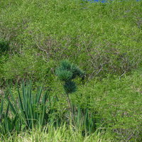一生に一度、数十年に一度の花を咲かせ朽ちた花茎に次の子株が育つアオノリュウゼツランの写真