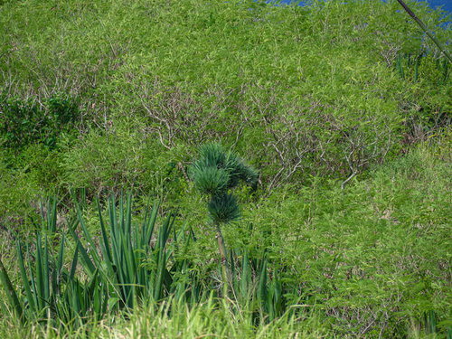 一生に一度、数十年に一度の花を咲かせ朽ちた花茎に次の子株が育つアオノリュウゼツラン