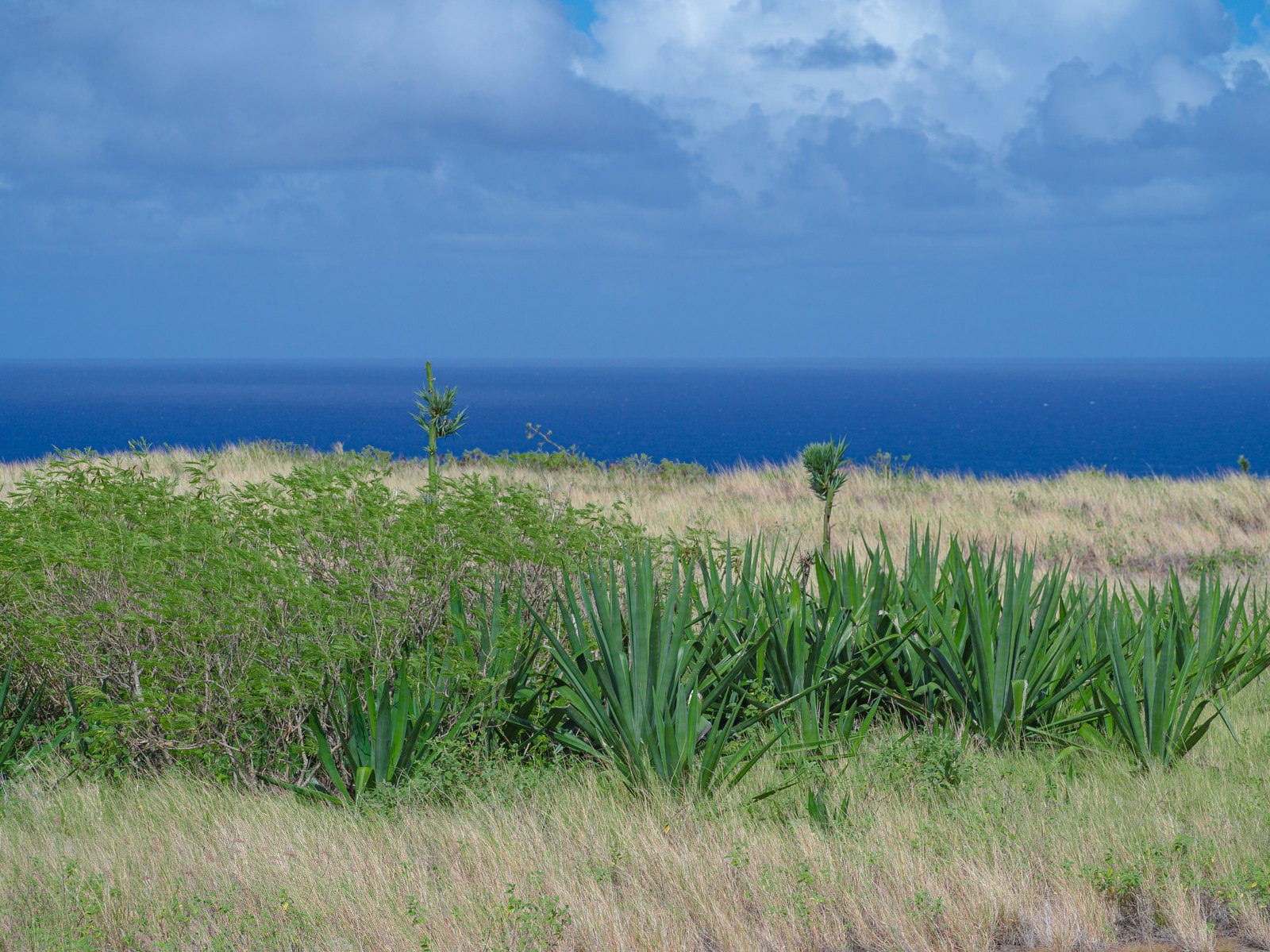 南の海を背景に、高台の草地に群生するアオノリュウゼツランの花茎