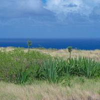 花茎に次の世代を繁殖させている南の海を臨む高台に並ぶアオノリュウゼツランの写真
