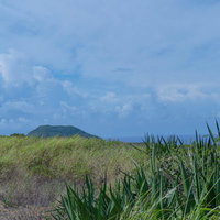 アオノリュウゼツランの群生のある草深い高台から見える摺鉢山の写真