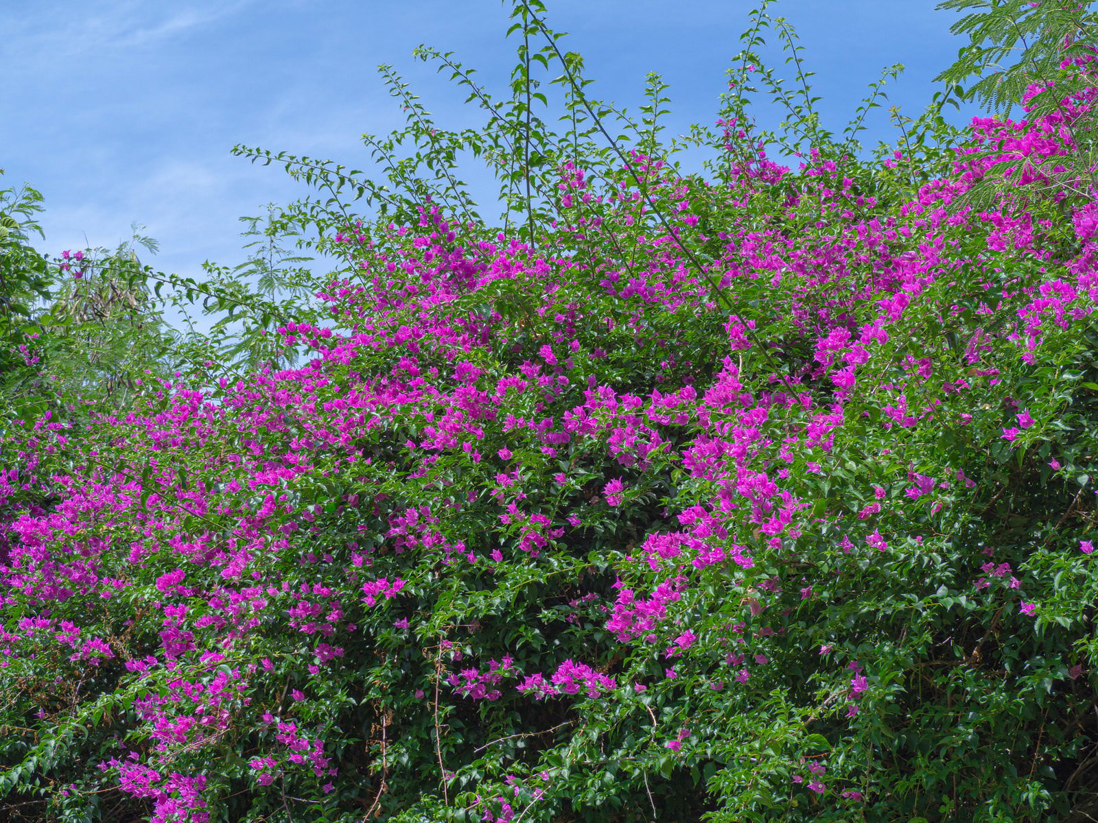 青い空の下、ピンク色のブーゲンビリアが咲き誇る花畑