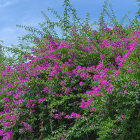 目の前に広がる鮮やかな色合いのブーゲンビリアの写真