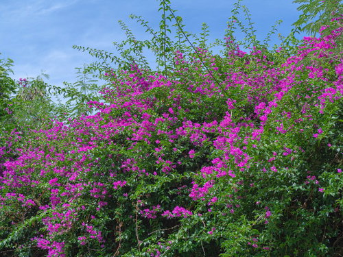 目の前に広がる鮮やかな色合いのブーゲンビリア