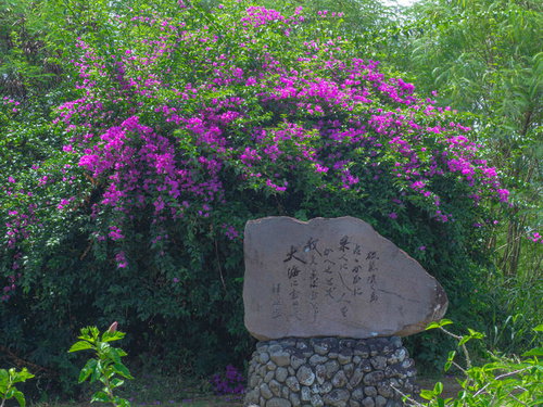 鎮魂の丘のブーゲンビリアに囲まれて建つ歌人釋迢空（しやくちようくう）の歌碑
