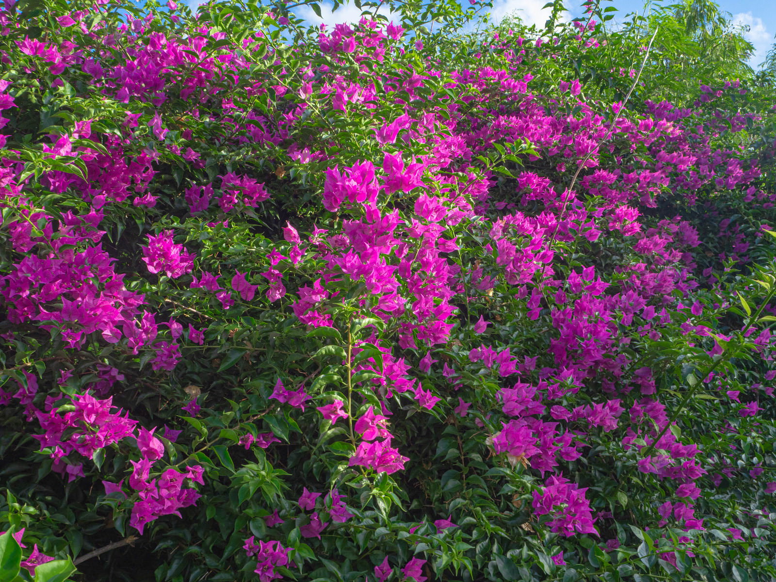 青空を背景に咲く鮮やかな紫色のブーゲンビリアの花