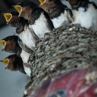 巣の中で口を開けている6羽のツバメの雛たちの写真