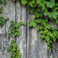 古い木の板壁に這う緑の蔦の写真