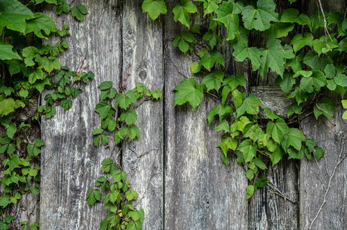 古い木の板壁に這う緑の蔦