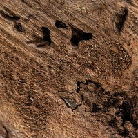 虫食い跡が残る切り株の木目断面、年輪と穴のテクスチャーの写真