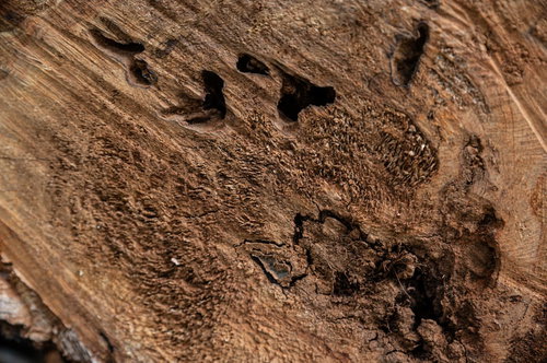 虫食い跡が残る切り株の木目断面、年輪と穴のテクスチャー