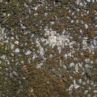 濃い緑色に苔むしてきた地面のテクスチャーの写真