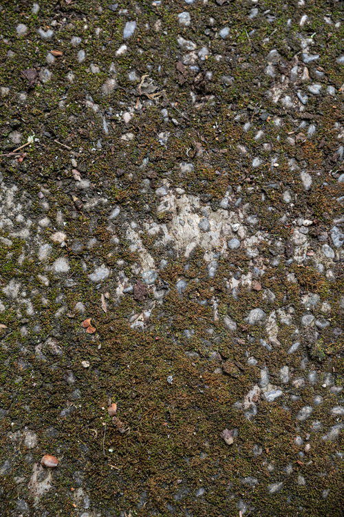 濃い緑色に苔むしてきた地面のテクスチャー