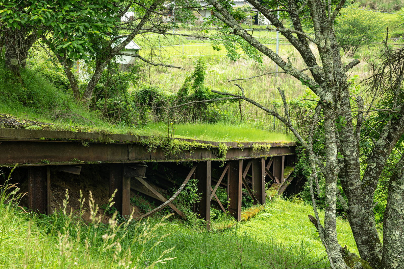 緑豊かな草むらの中に古い鉄骨構造が見え隠れしている風景