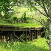 緑が絡みつく鉄骨が見え隠れする草むらと古い金属構造の写真