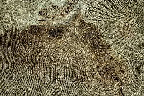 木材の切り株に刻まれた年輪のテクスチャー
