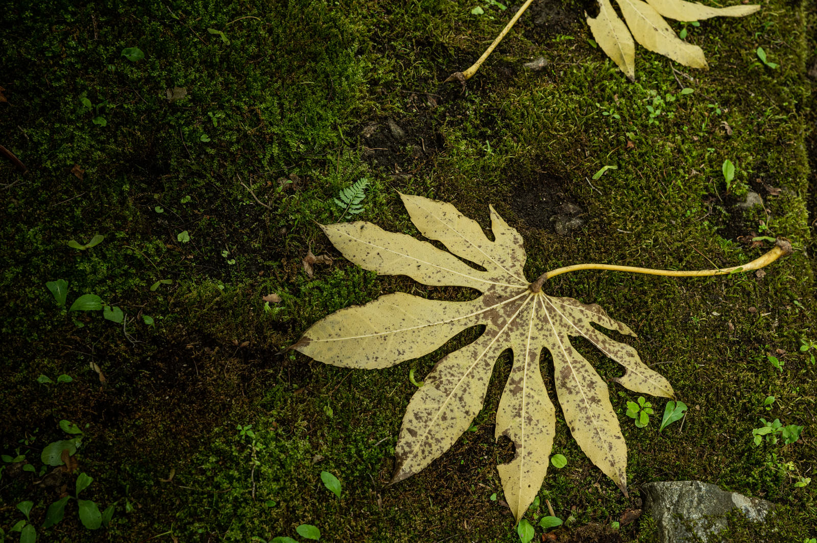 緑の苔が生えた地面に薄茶色の葉っぱが落ちている様子