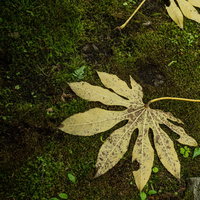 苔生した地面に落ちた葉っぱと苔のテクスチャーの写真