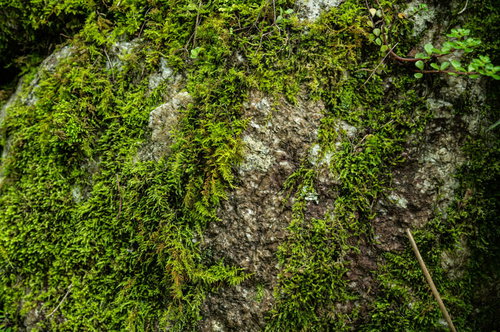 石垣全体を覆う苔と岩肌｜濃緑色に厚く覆われた自然テクスチャー