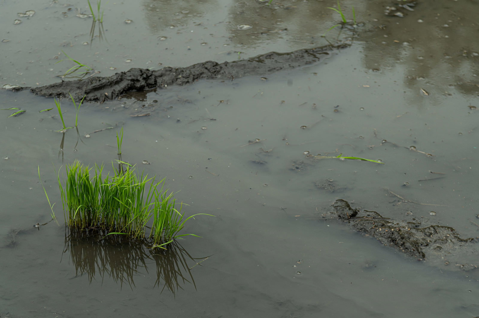 水田の泥水の中に植えられた緑色の稲の苗