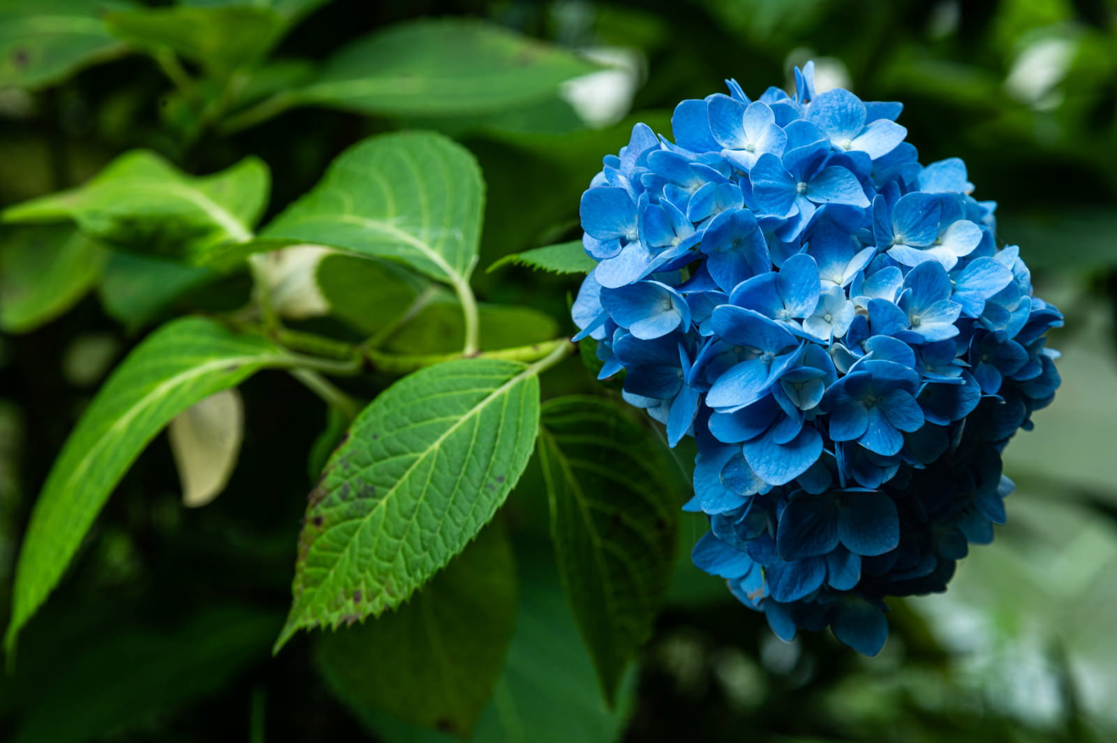 緑の葉に囲まれた青い紫陽花の花